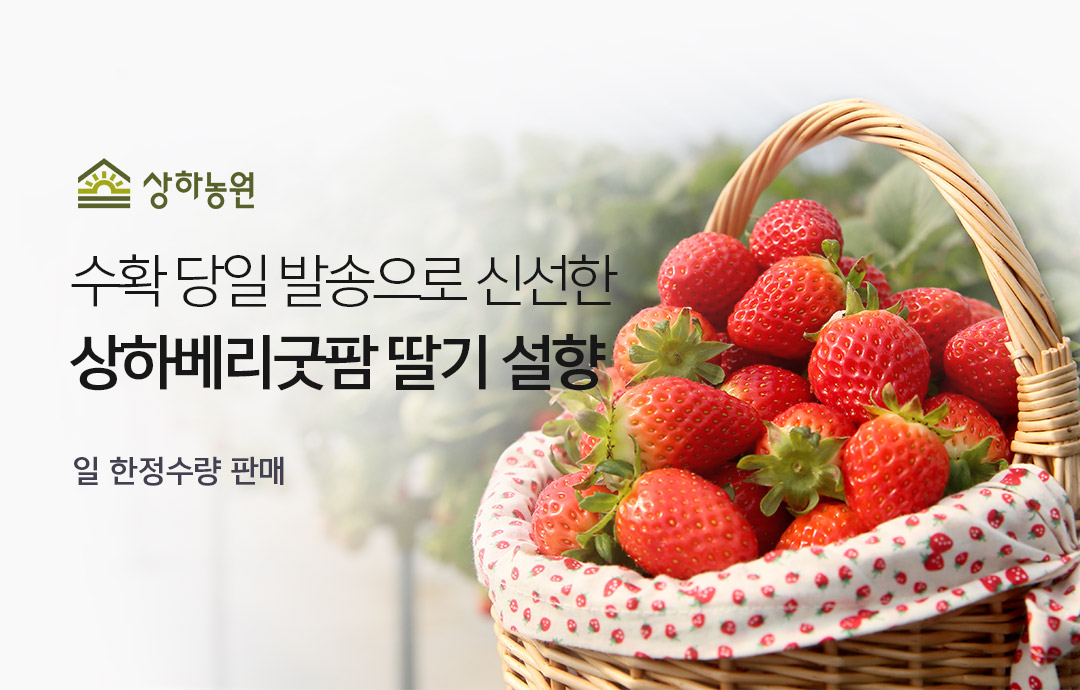 [이벤트] 수확 당일발송, 상하베리굿팜 딸기 설향